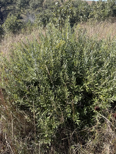 Prairie Willow