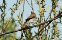 Phylloscopus collybita