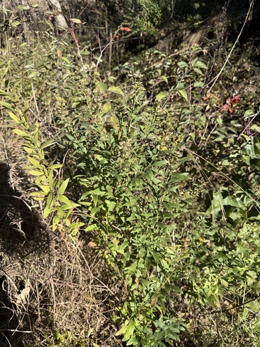 Solidago petiolaris wardii