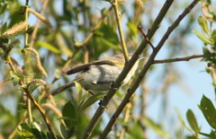 Phylloscopus collybita