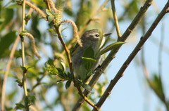 Phylloscopus collybita
