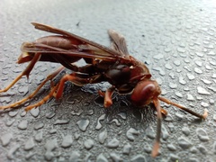 Polistes lanio