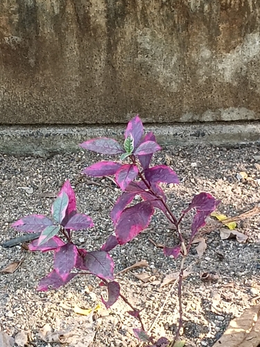 Alternanthera brasiliana observed 2026-10-03