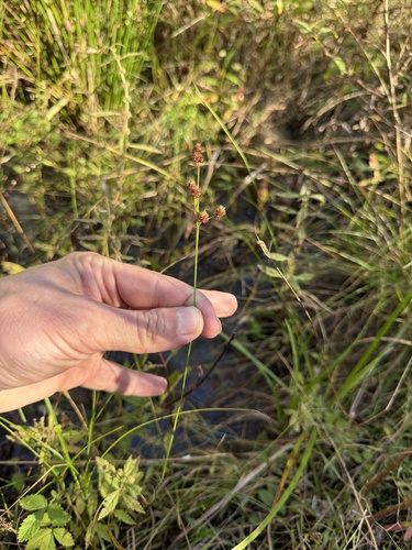 Juncus acuminatus observed 2026-10-02