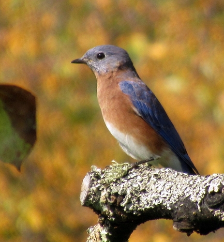 Eastern Bluebird