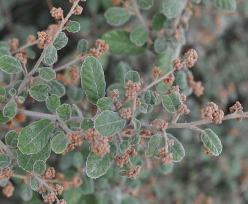 Image of Pomaderris oraria by (c) Kevin Sparrow, some rights reserved (CC BY)