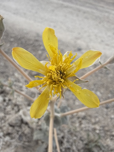 Ash Meadows blazingstar (Mentzelia leucophylla)