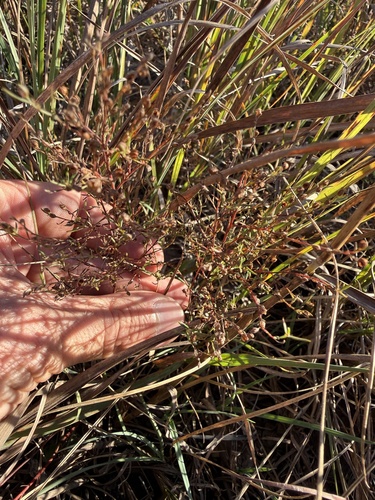 slender pinweed