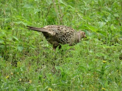 Phasianus versicolor
