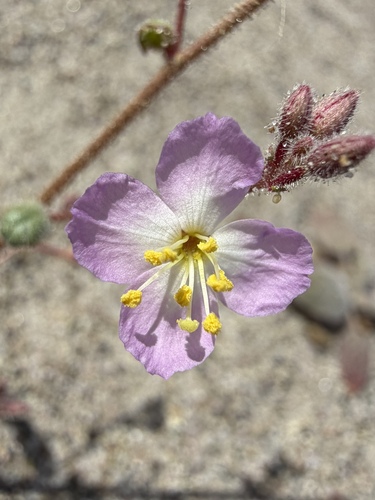 Chylismia heterochroma (Chylismia heterochroma)