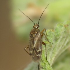 Plagiognathus verticalis