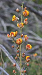 Pultenaea stricta