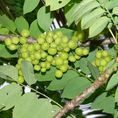 Phyllanthus acidus