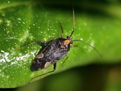 Chinamiris indeclivis