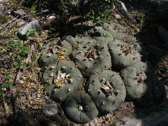 Lophophora diffusa