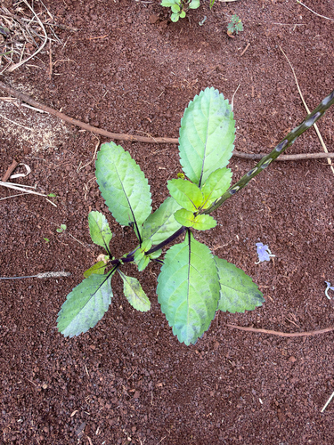 Stachytarpheta jamaicensis observed 2026-10-02