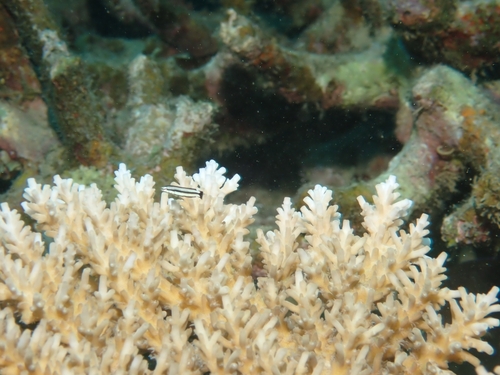 Labropsis australis observed 2026-10-01