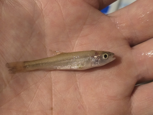 Creek Chub