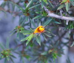 Pultenaea tenuifolia