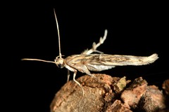 Stathmopoda plumbiflua