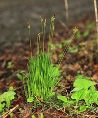 Carex umbrosa pseudosabynensis