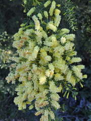 Acacia verticillata verticillata