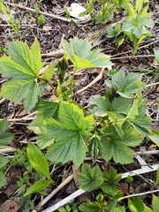 Filipendula camtschatica