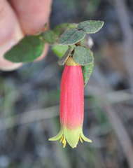 Correa reflexa reflexa