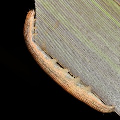 Ichneutica steropastis