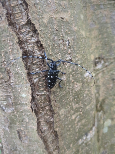 Anoplophora malasiaca, 2026-10-03