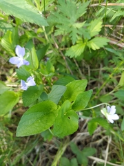 Viola nemoralis