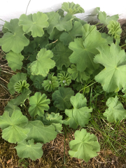 Alchemilla mollis