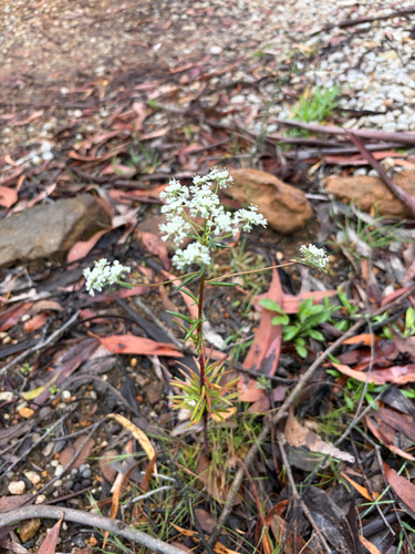 Poranthera corymbosa, 2026-10-03