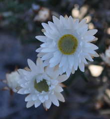 Argentipallium