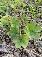 Filipendula camtschatica