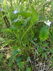 Viola nemoralis