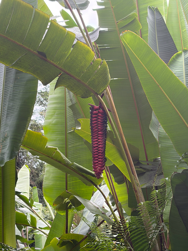 Heliconia mariae observed 2026-10-02