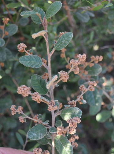 Image of Pomaderris oraria by (c) Kevin Sparrow, some rights reserved (CC BY)