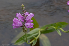Physostegia pulchella