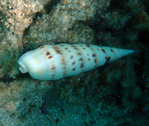 Terebra maculata observed 2026-10-02