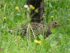 Phasianus versicolor