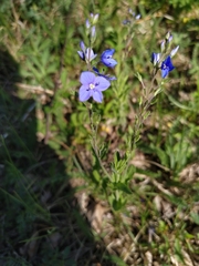 Veronica krylovii