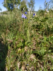 Veronica krylovii