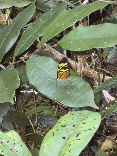 Polymnia Tigerwing