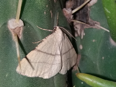 Adactylotis gesticularia