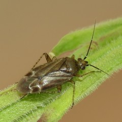 Plagiognathus verticalis