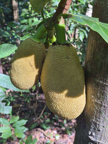 Jackfruit