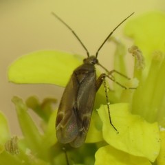 Plagiognathus verticalis