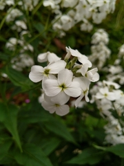 Hesperis
