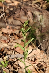 Pterostylis vittata